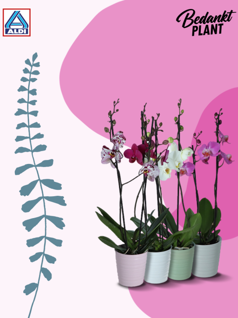 aldi actie orchideeen | mooiwatplantendoen