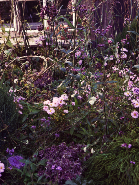 aster | juniperus | dwergconifeer | hebe | paarse tuinplanten herfst