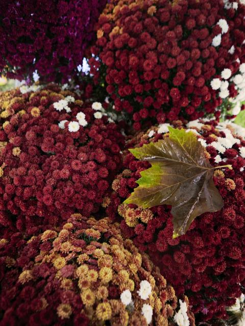 chrysant herfstplant bolchrysant tuinplant herfst