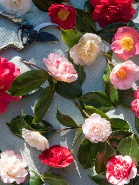 camelia | winterbloeier | vroege bloeier | tuinplant 