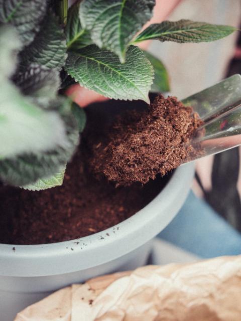 voorjaarsklusjes tuin | planten in lente | tuinplanten