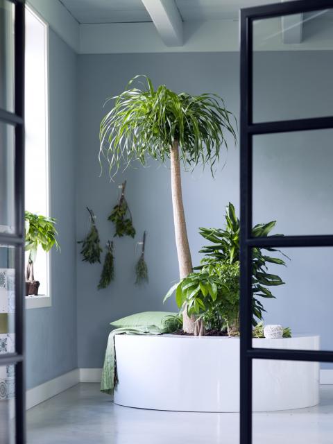 Plantes Totems