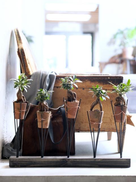 Der Ficus Ginseng bekommt DIY-Pflanzenhalter - Pflanzenfreude.de