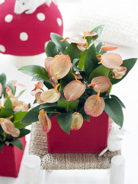 Anthurium Mooiwatplantendoen.nl