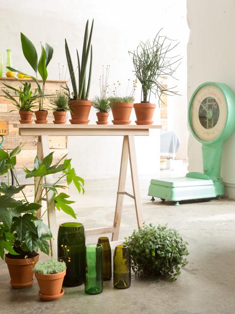Een simpele schraagtafel is een scheidingswand en groene blikvanger in één. Mooiwatplantendoen.nl