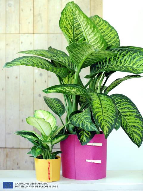 Dieffenbachia is Woonplant van de Maand Juli - mooiwatplantendoen.nl