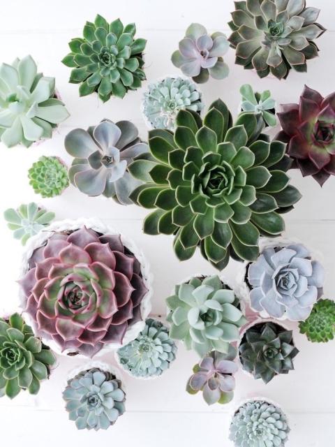 Doe mee en win een terrasschaal vol Echeveria's - mooiwatplantendoen.nl