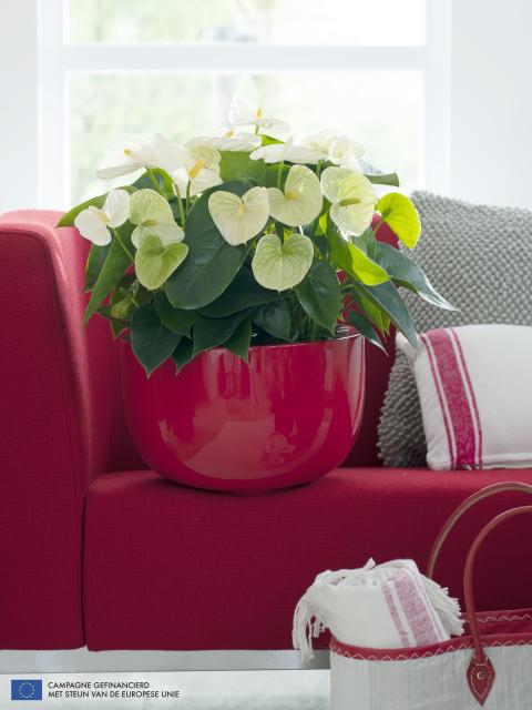 Anthurium Mooiwatplantendoen.nl