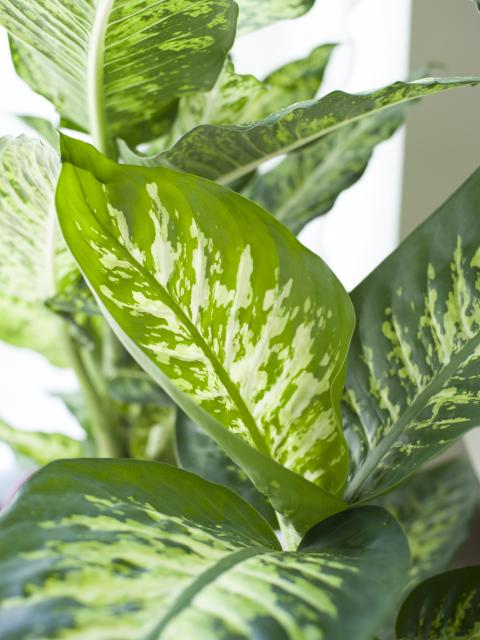 Dieffenbachia - mooiwatplantendoen.nl