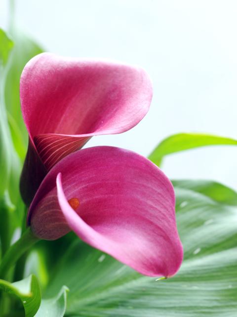 Calla Mooiwatplantendoen.nl