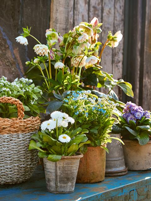 vorstbestendige planten mooiwatplantendoen.nl