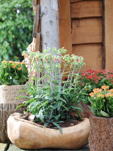 Kalanchoe Groenrijk Mooiwatplantendoen.nl