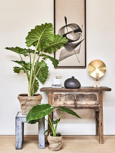 alocasia mindfulness | mooiwatplantendoen.nl