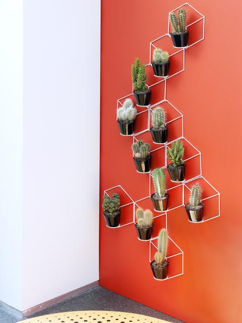 Cactus Mooiwatplantendoen.nl