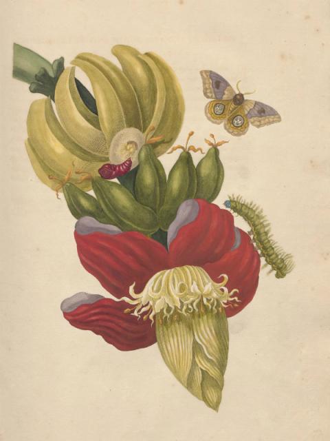 Maria Sibylla Merian Cromhouthuis Mooiwatplantendoen