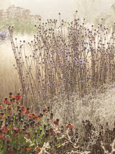 Piet Oudolf tuin | mooiwatplantendoen.nl