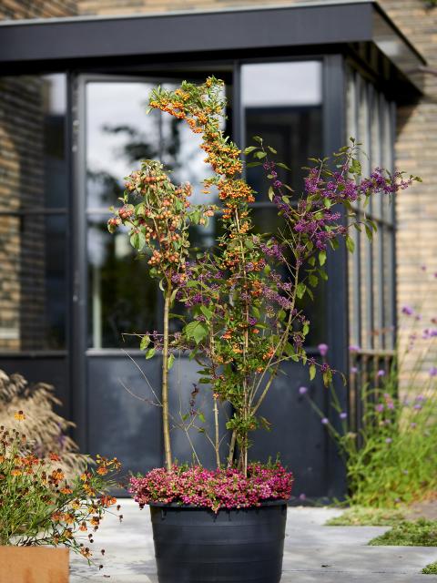 Verleng de zomer vanaf je voordeur | Mooiwatplantendoen