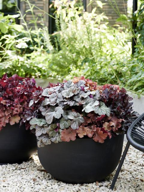 9 typische herfstplanten | Mooiwatplantendoen.nl