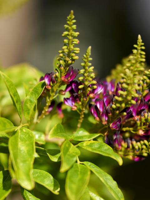 Nazomer met een gouden randje | Mooiwatplantendoen