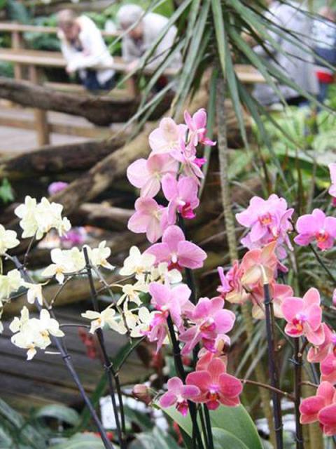 Orchideeën Hoeve
