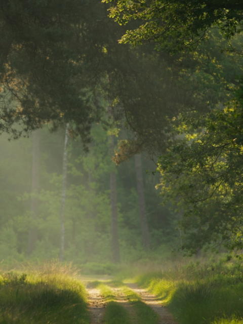 Paleistuin Paleis &amp;#039;t Loo Mooiwatplantendoen.nl