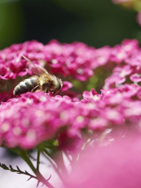 blije bijen | mooiwatplantendoen.nl