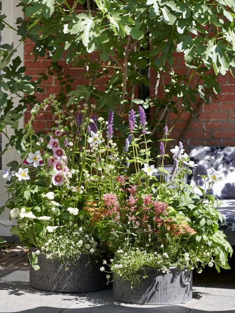 BLOEMEN VOOR DE BIJEN | Mooiwatplantendoen.nl