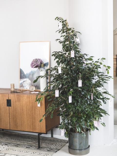 Plant met goede voornemens
