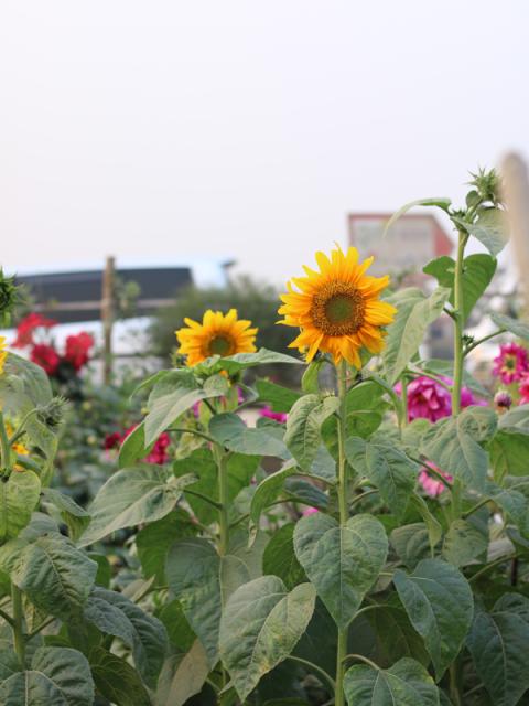 Zonnebloemen Mooiwatplantendoen.nl