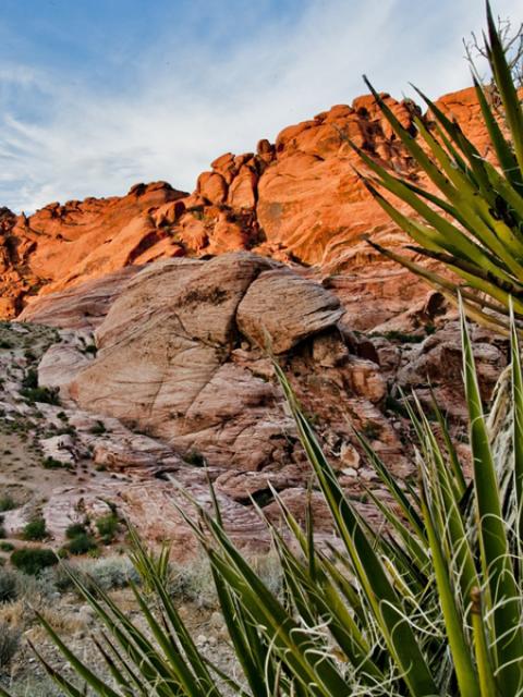 Out and about with the yucca in the United States