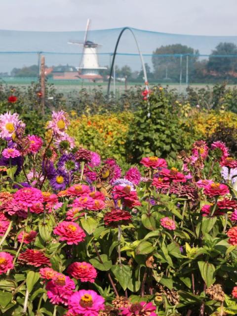 Pluktuinen mooiwatplantendoen.nl