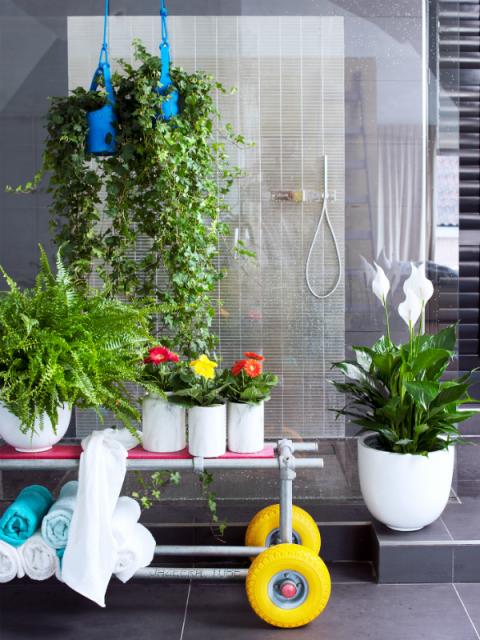 klimop, gerbera, krulvaren en Spatiphyllum - planten in je badkamer - Mooiwatplantendoen.nl