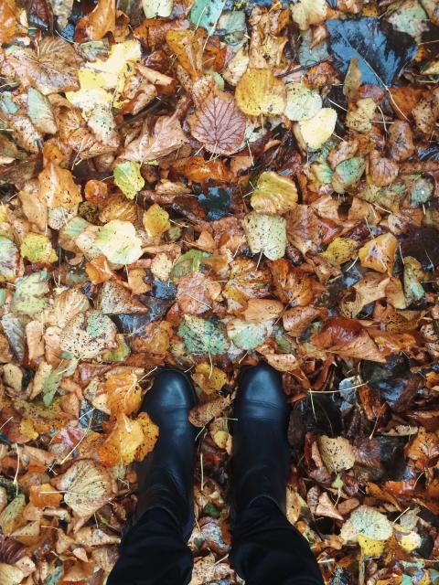 Herfstbladeren - Mooiwatplantendoen.nl