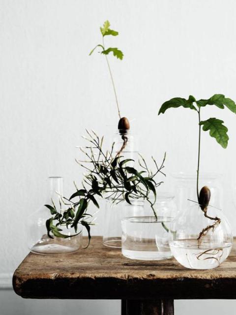Indoor-Gärten aus Wasser und Luft – Pflanzenfreude.de