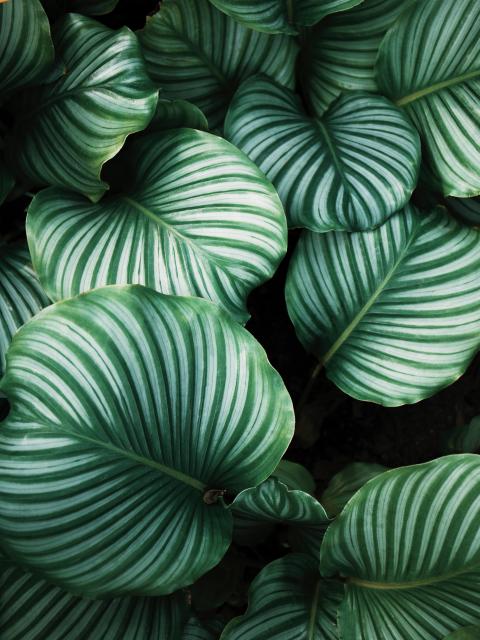 De geschiedenis van planten Mooiwatplantendoen.nl